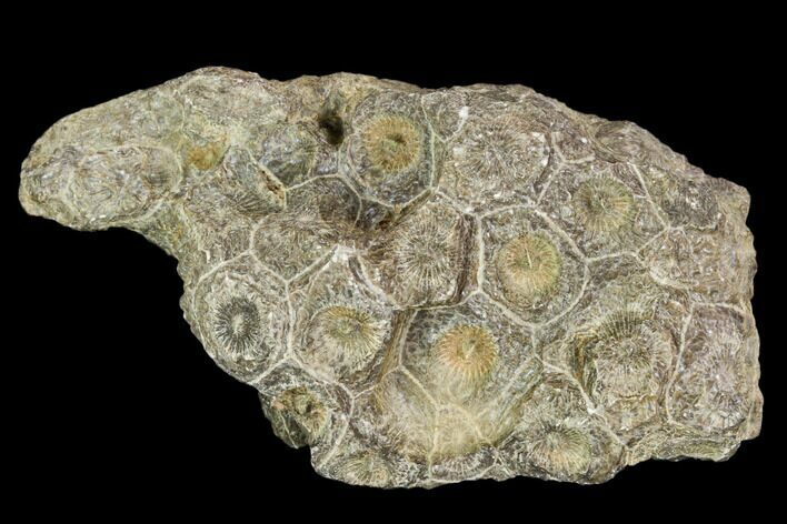 Rough Fossil Coral (Actinocyathus) Head - Morocco #105724